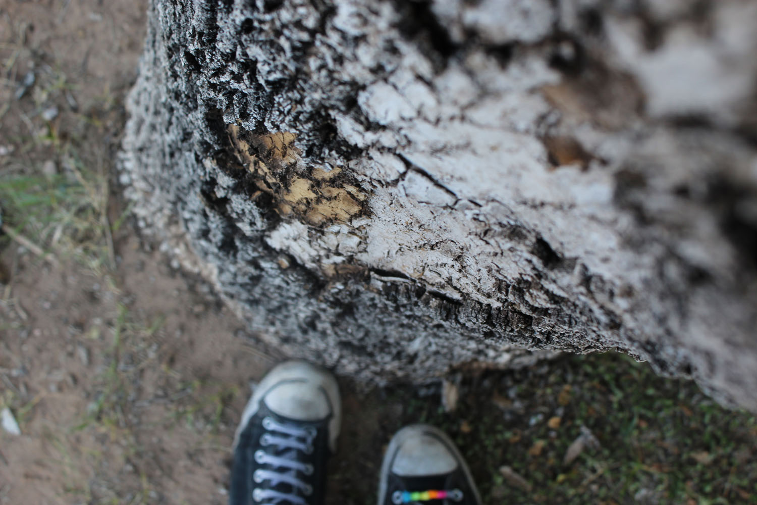 Tree trunk with shoes near