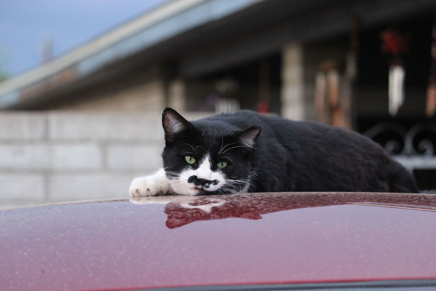 Cat laying on top of a car