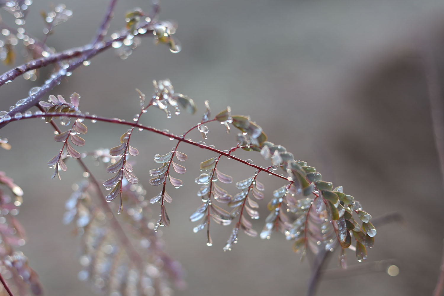 Dew on some leaves