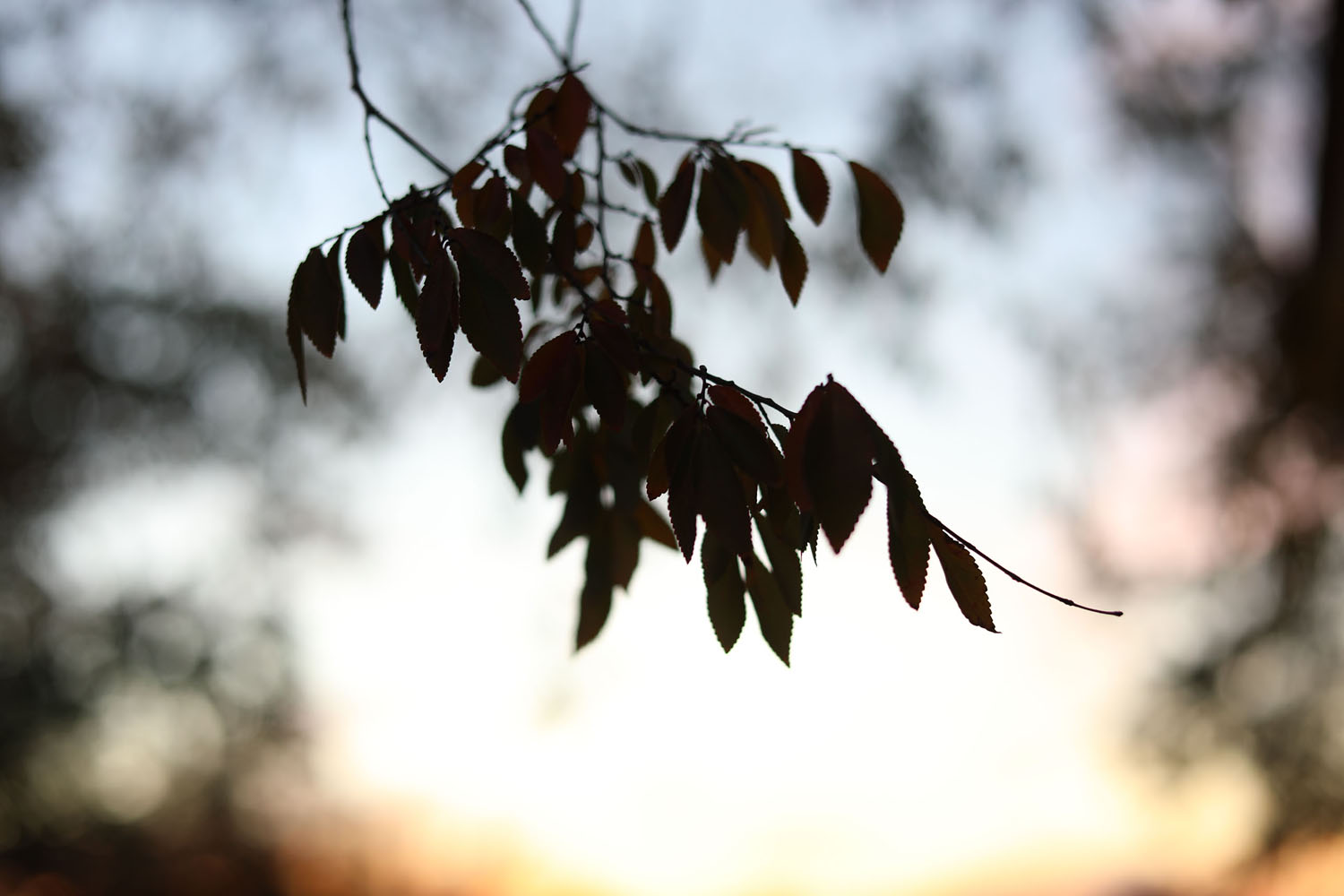 Tree branch at sunset