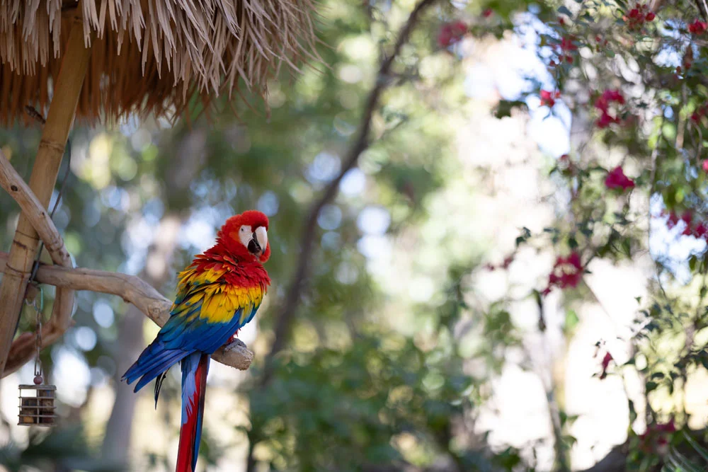 Parrot on a tree limb