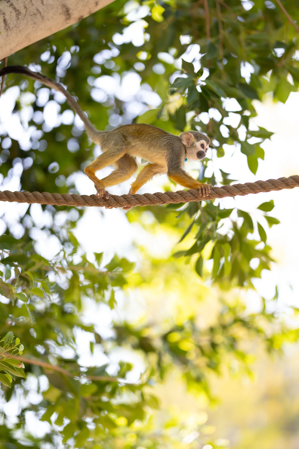 Small monkey climbing a rope