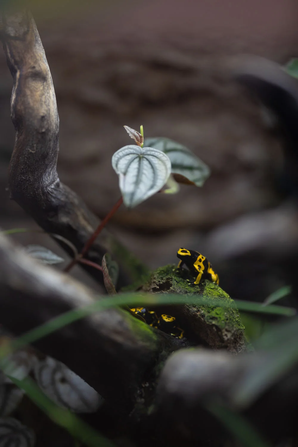 Yellow and black frog