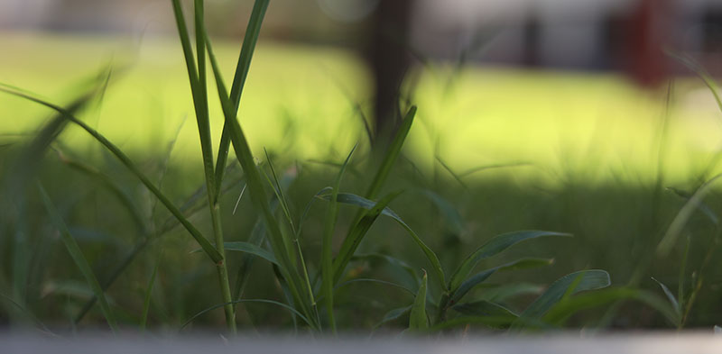 Small blade of grass