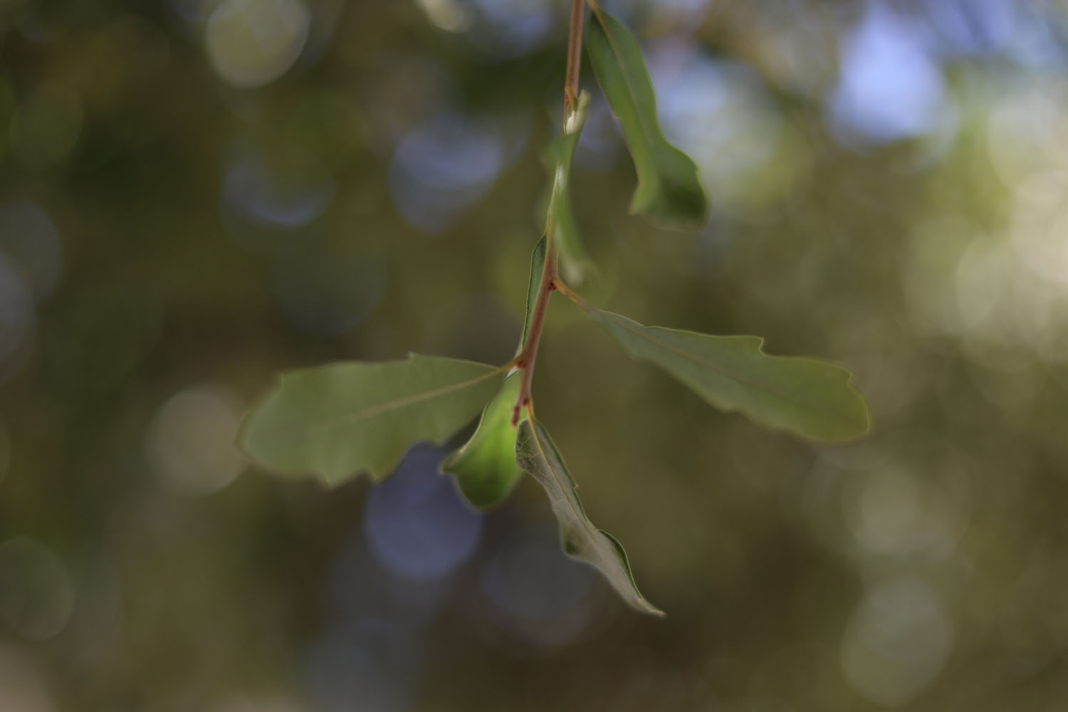 A leaf on a tree
