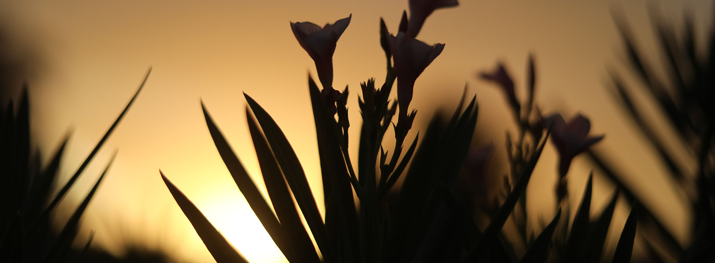 Flowers against a sunset sky