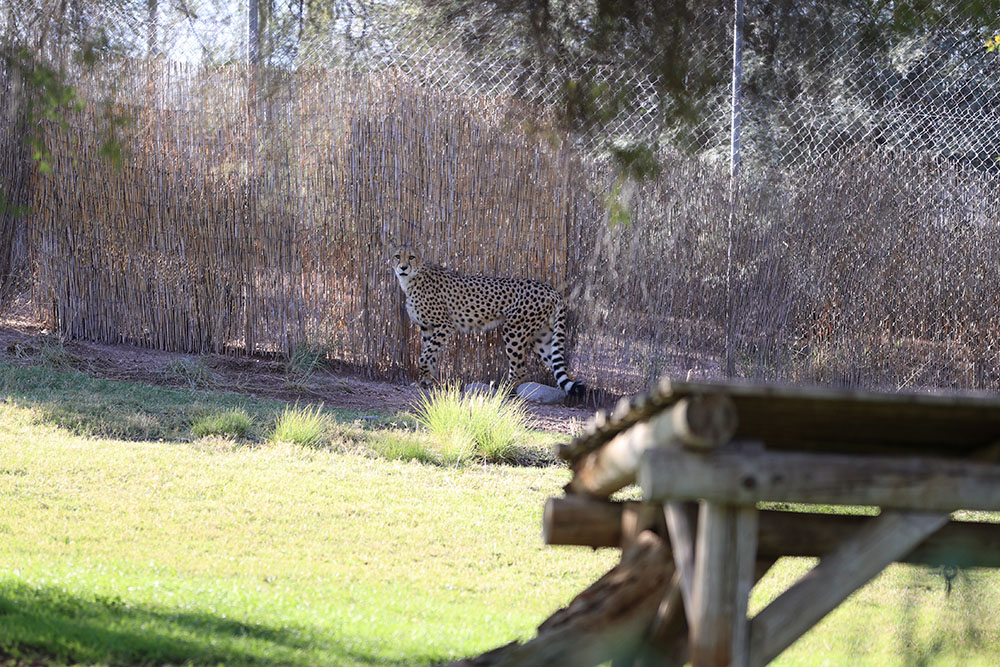 Cheetah Walking