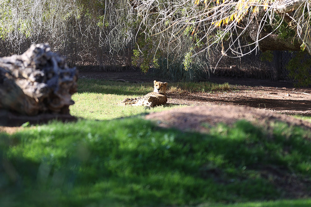 Cheetah