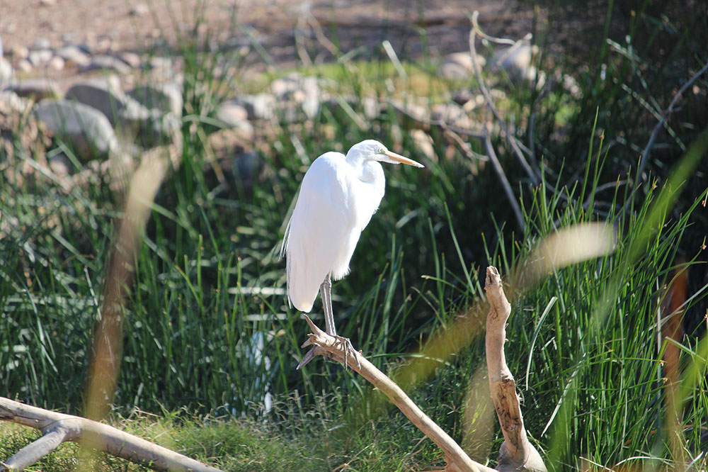 A relaxed bird