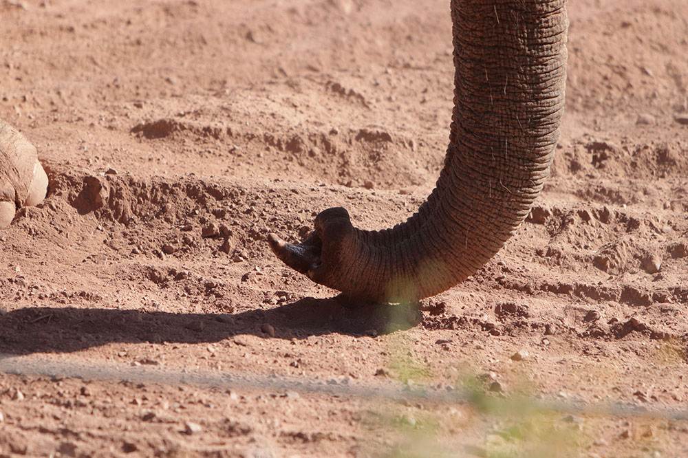 An elephants tusk