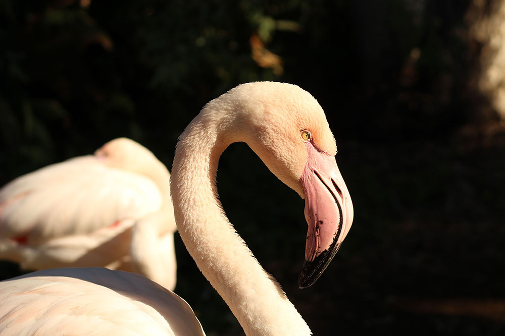 flamingo in light