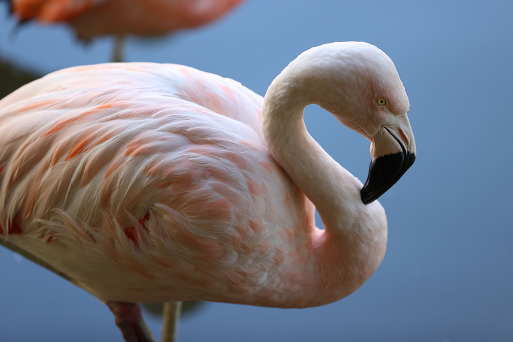 Flamingo Standing