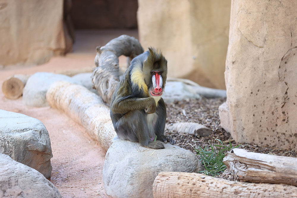 Monkey Eating and Sitting