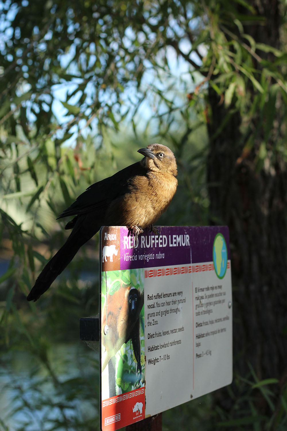 red ruffed lemur