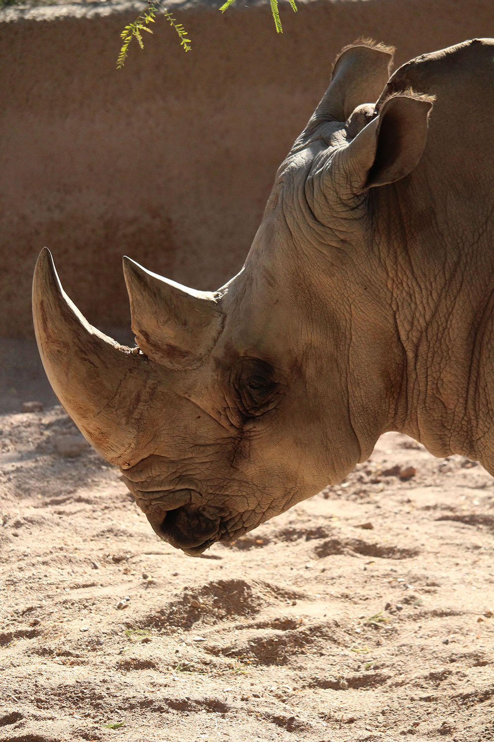 Rhino Relaxing