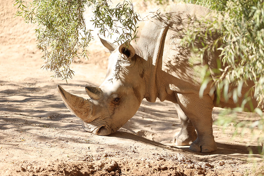 Rhino Standing