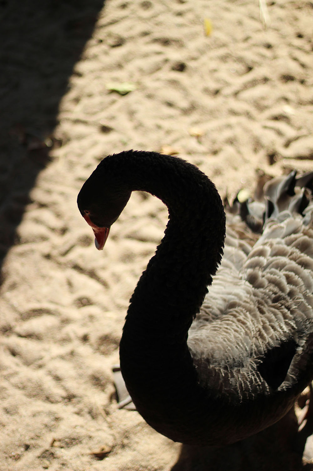 A bird in shadow