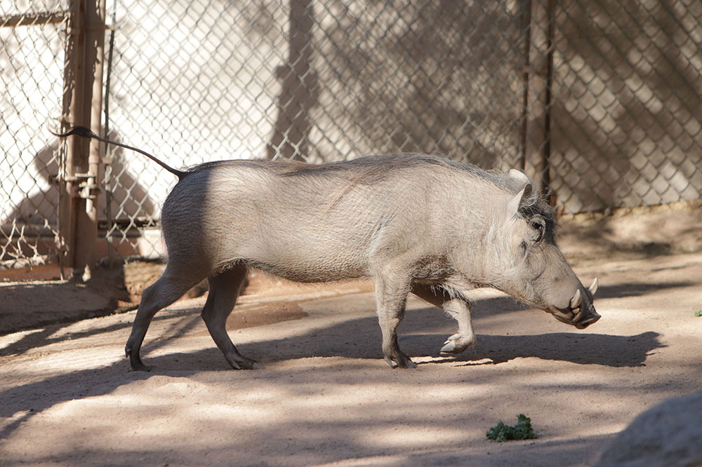 A warthog