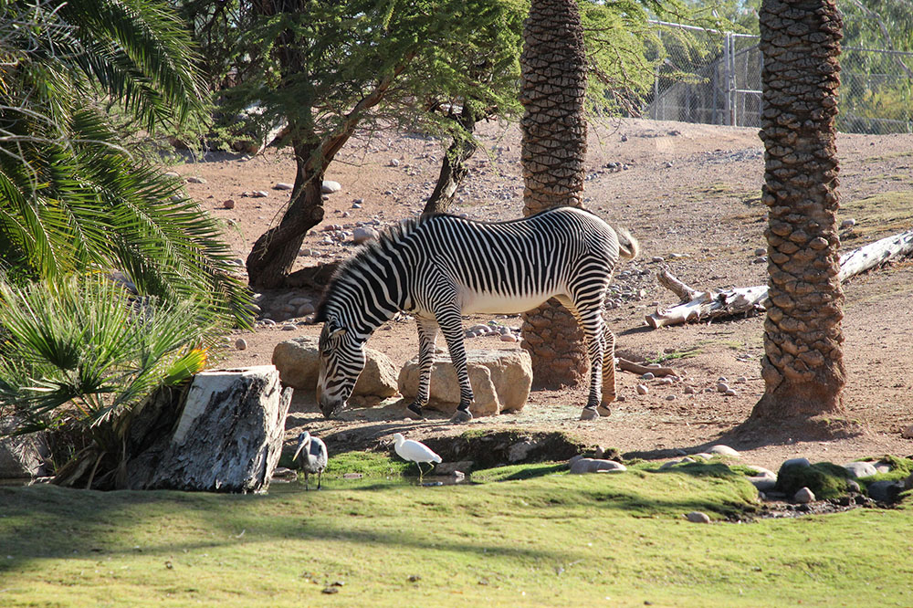 A Zebra eating