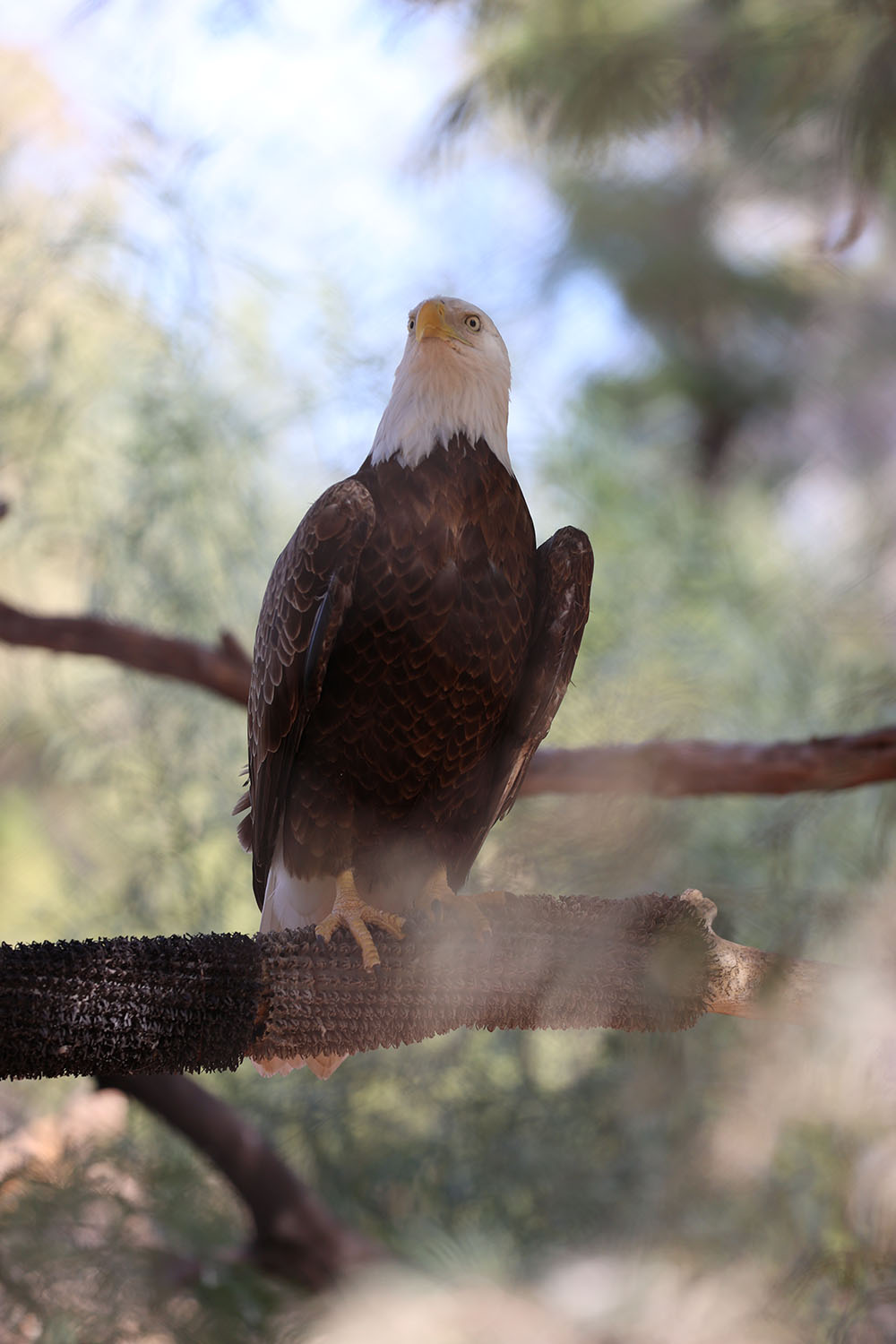 Phoenix Zoo Bald Eagle