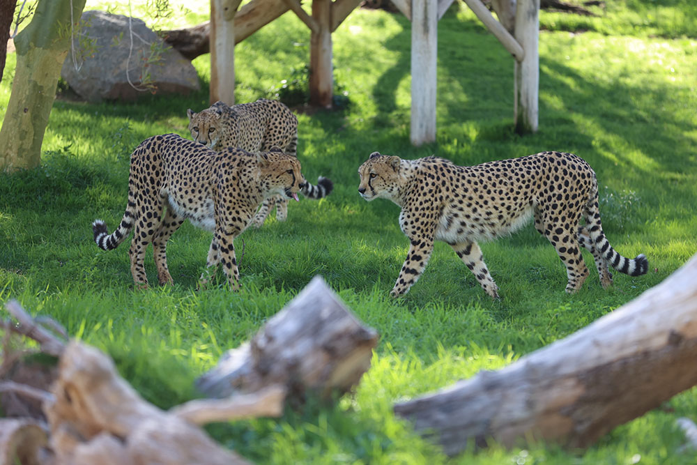 Cheetahs