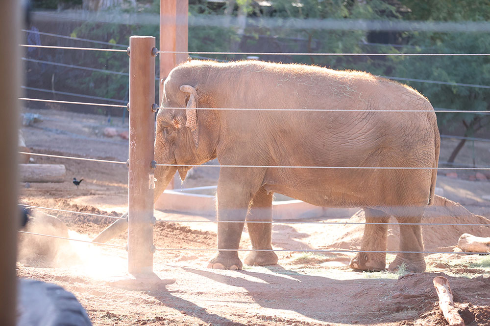 Phoenix Zoo Elephant