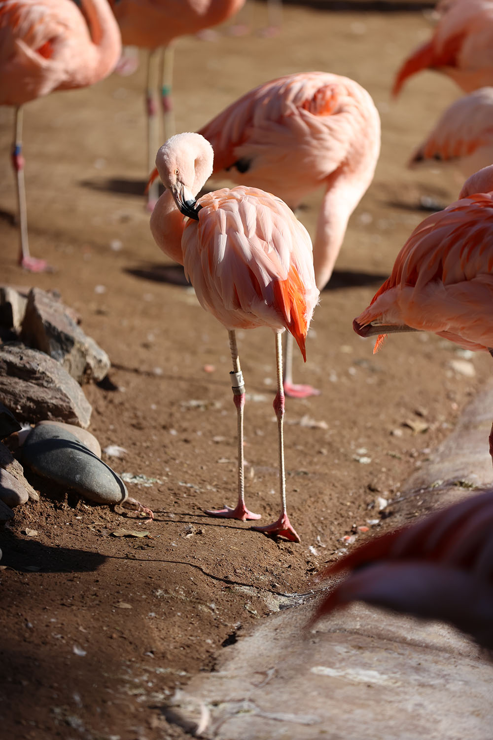 Phoenix Zoo Flamingo