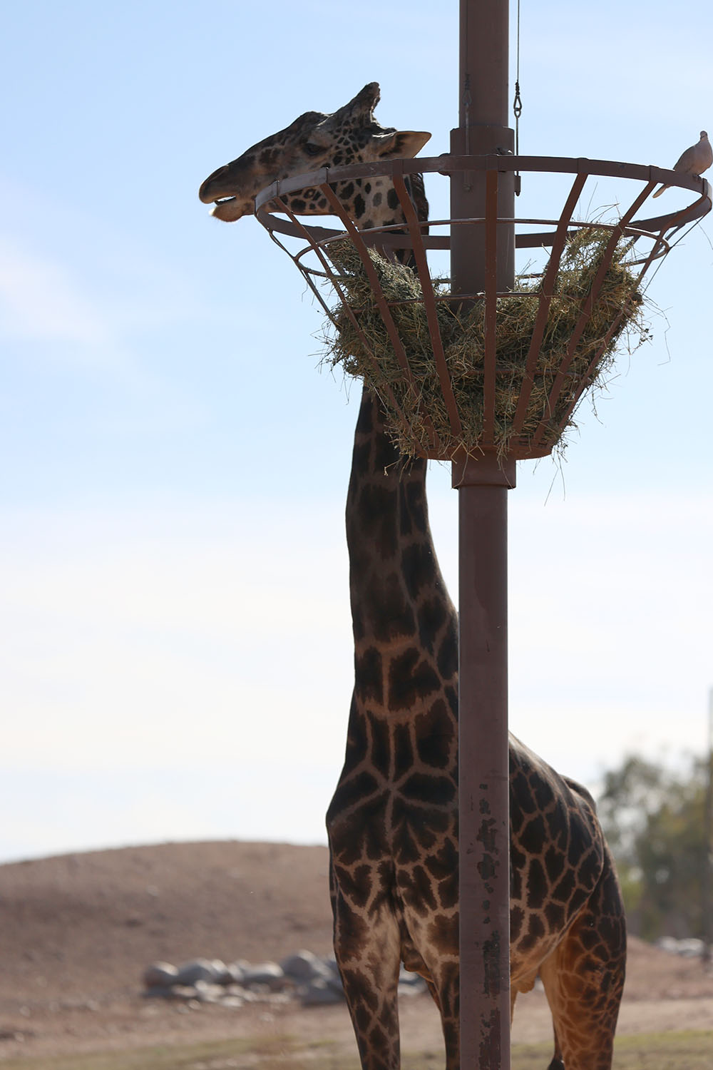 Phoenix Zoo Giraffe