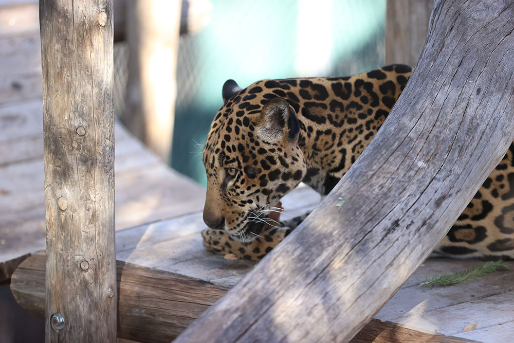 Phoenix Zoo Jaguar