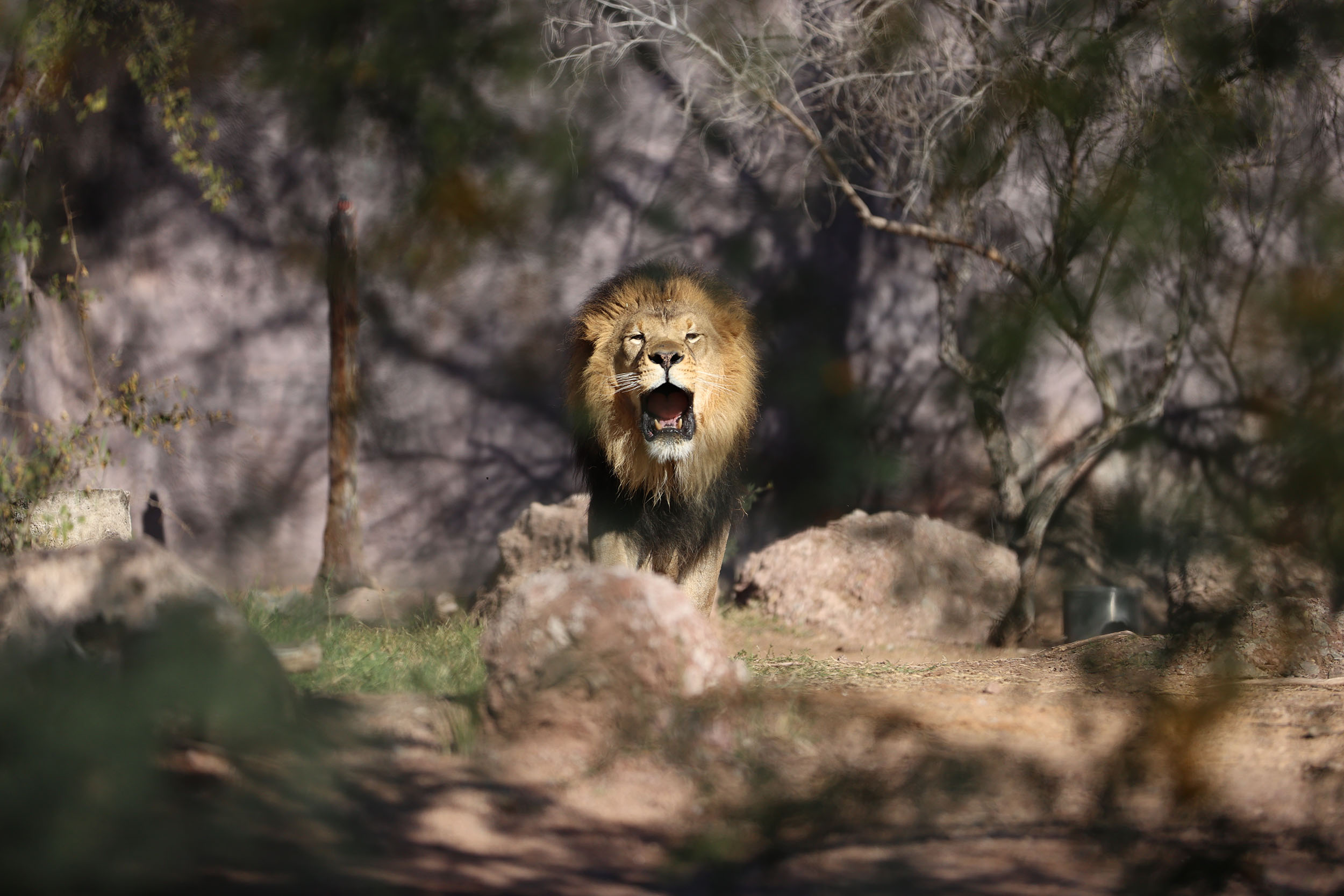 Spring 2022 Digital Photo Phoenix Zoo Field Trip Lions Roar