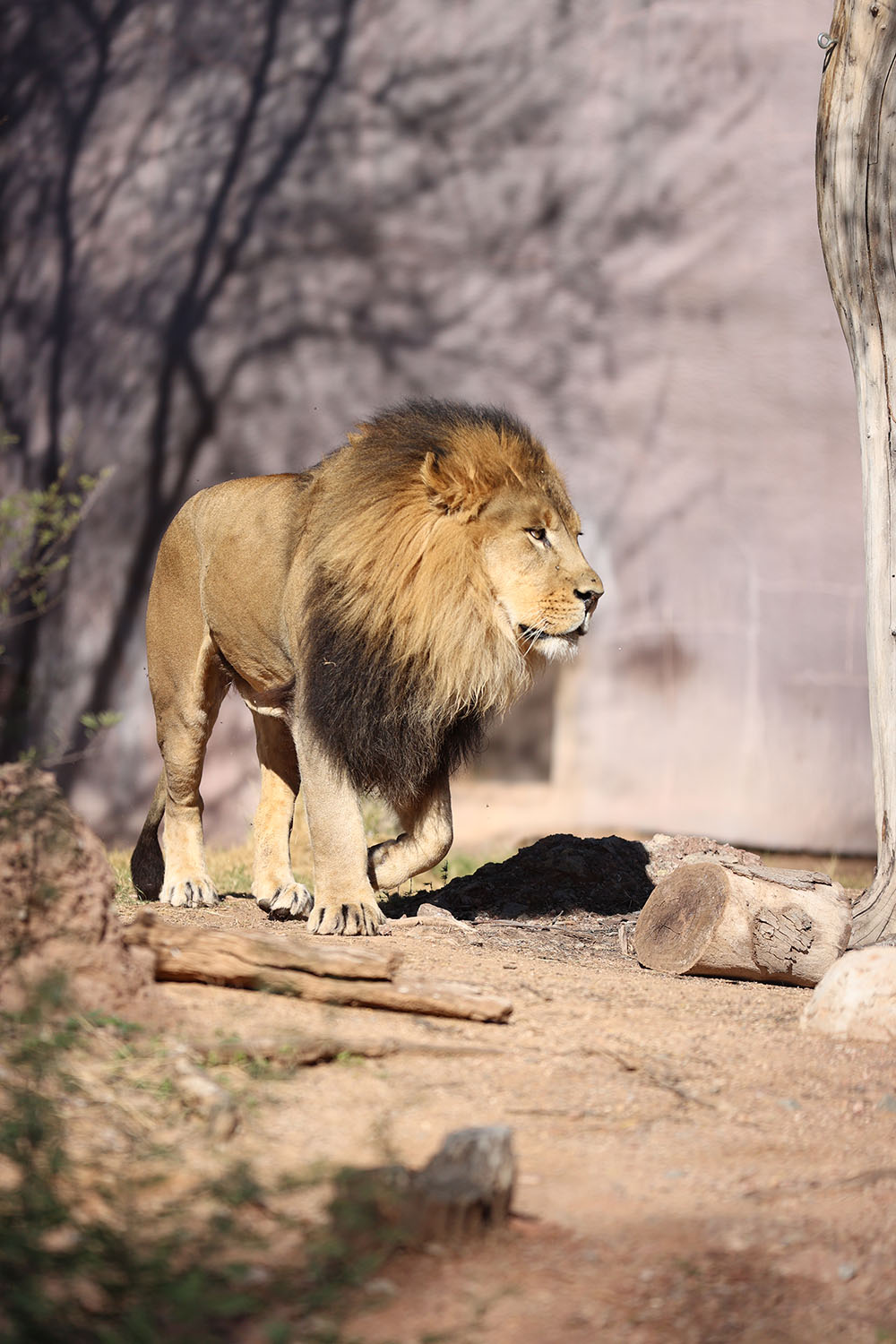 Phoenix Zoo Lion on the Move