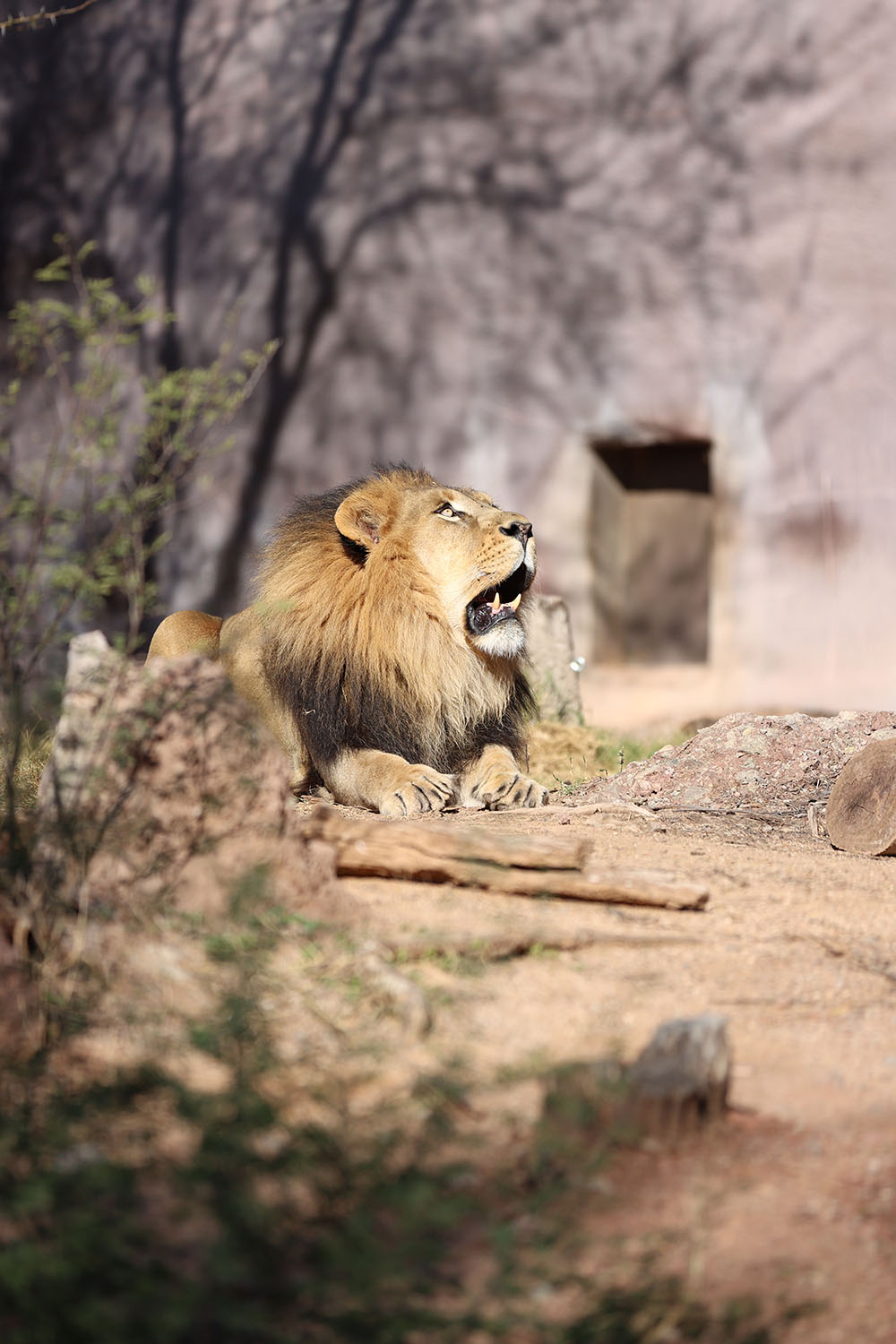 Phoenix Zoo Lion