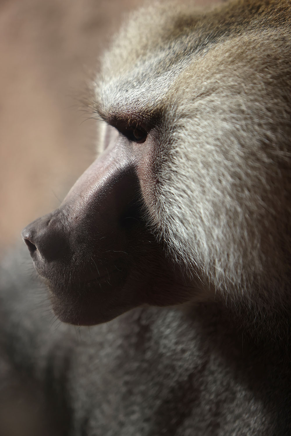 Phoenix Zoo Primate