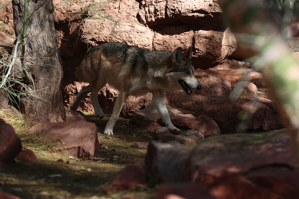 Phoenix Zoo Mexican Wolf