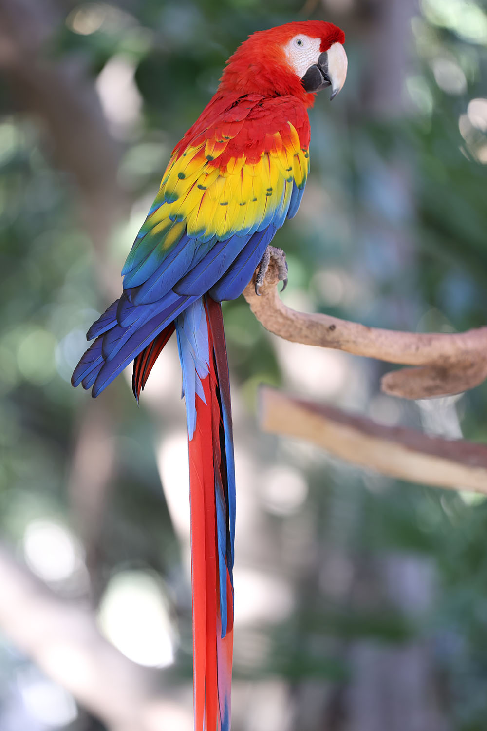 Phoenix Zoo Parrot