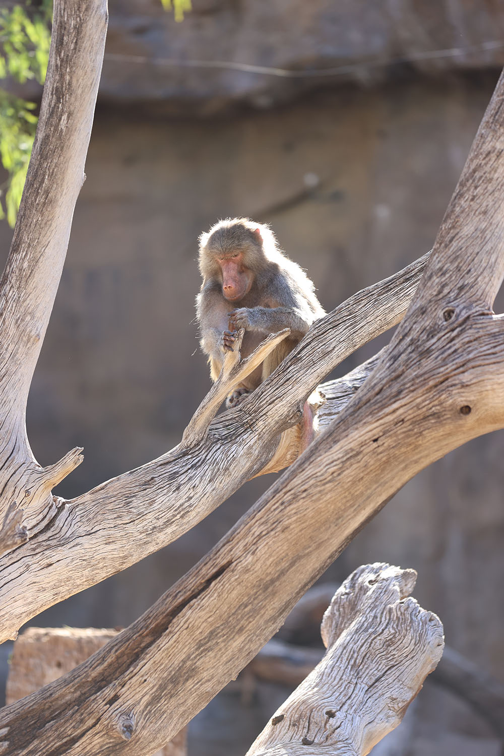 Phoenix Zoo