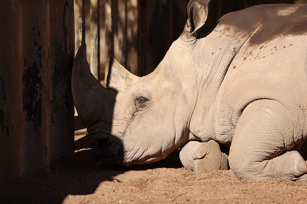 Phoenix Zoo Rhino