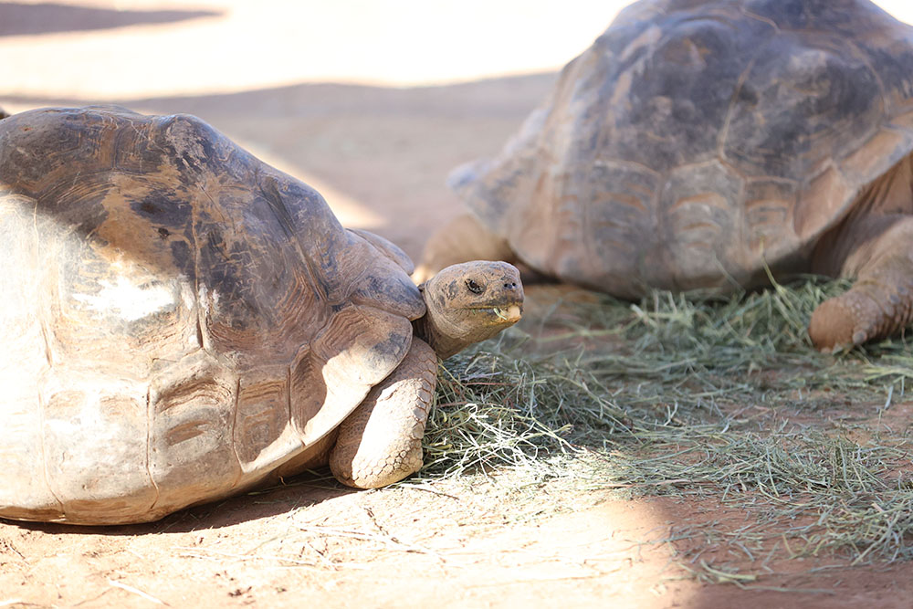 Phoenix Zoo Tortoise