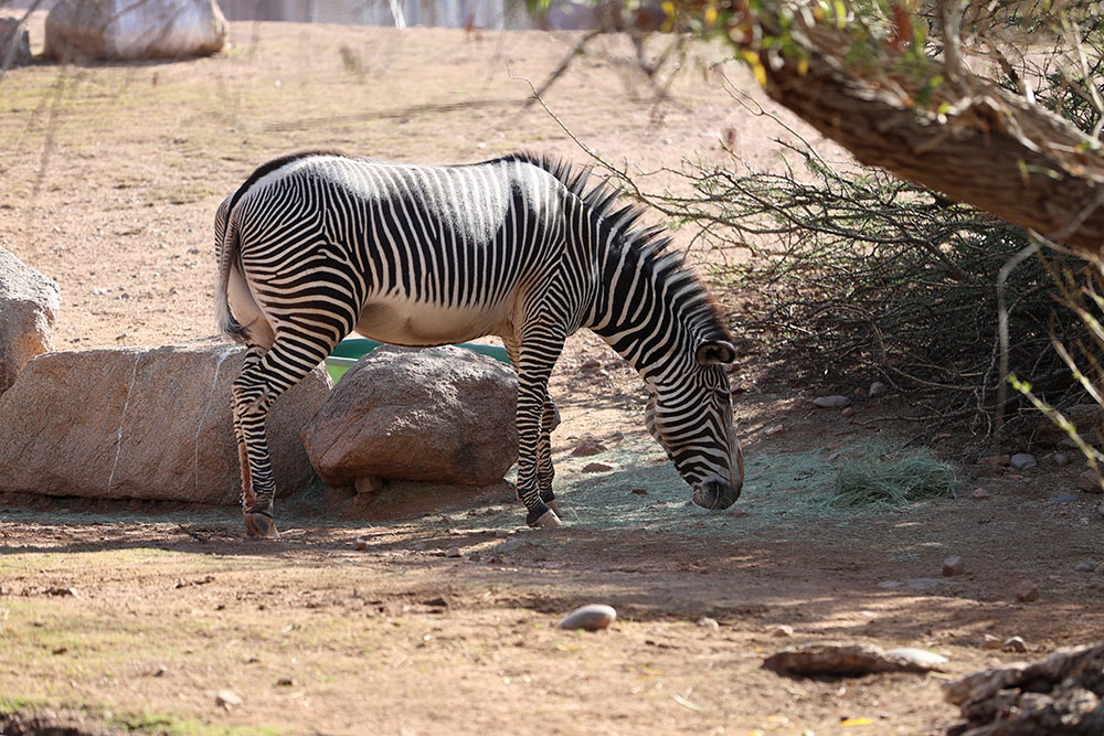 Phoenix Zoo Zebra