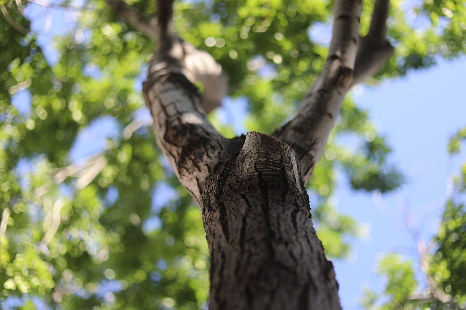 Tree Branch in the courtyard