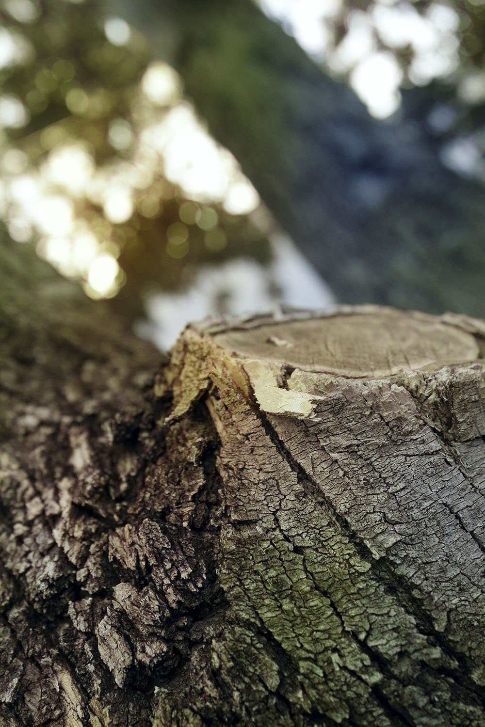 Cameron's picture of a tree with a limb cut off