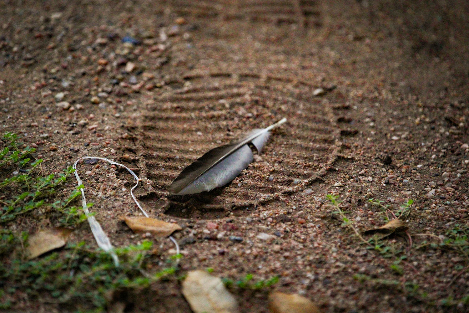 Kaden's picture of a footprint with a feather on it