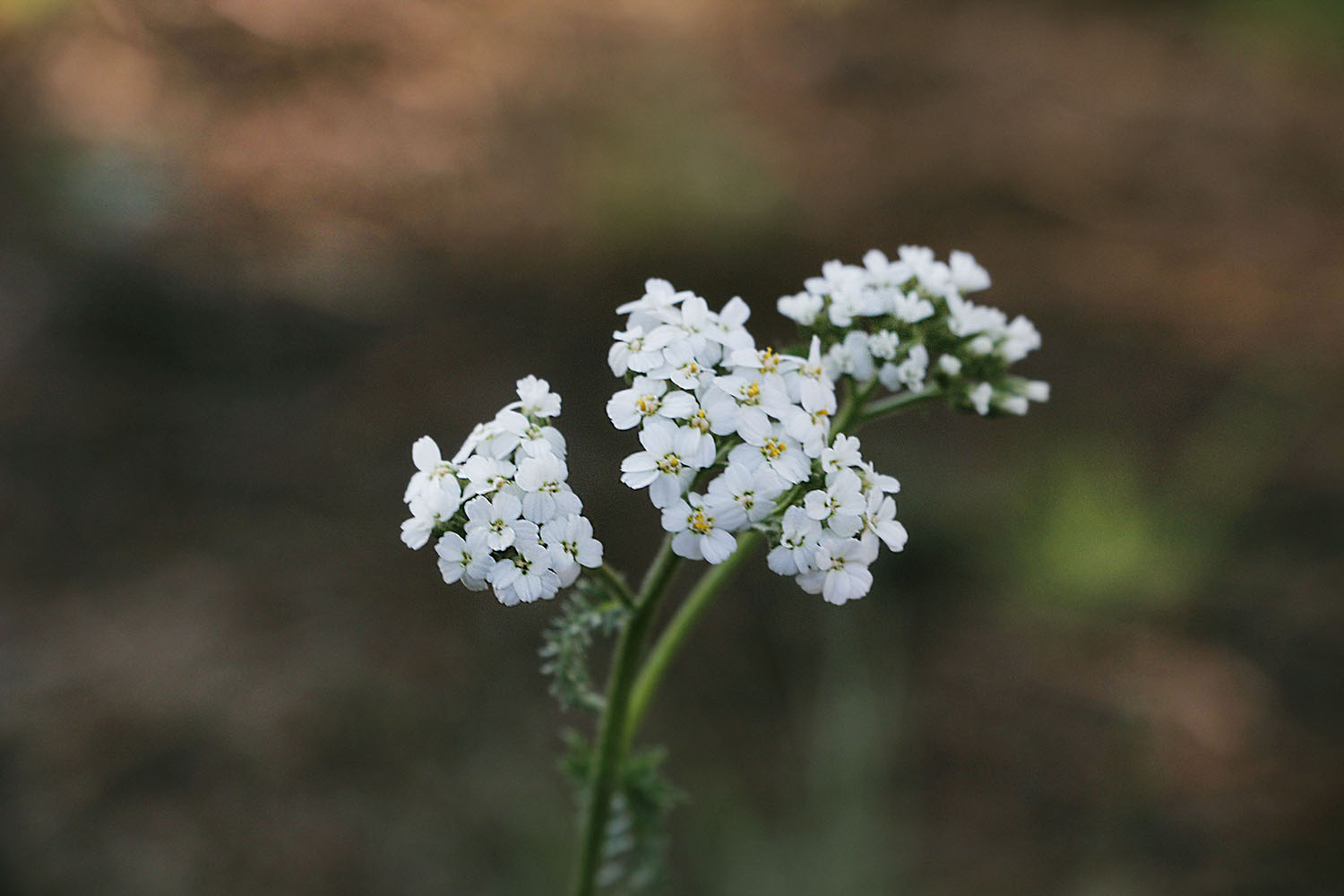 Kaysha's picture of white flowers