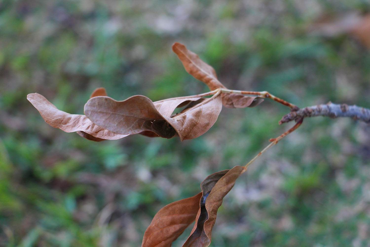 Kylie's picture of leaves having turned to a brown color