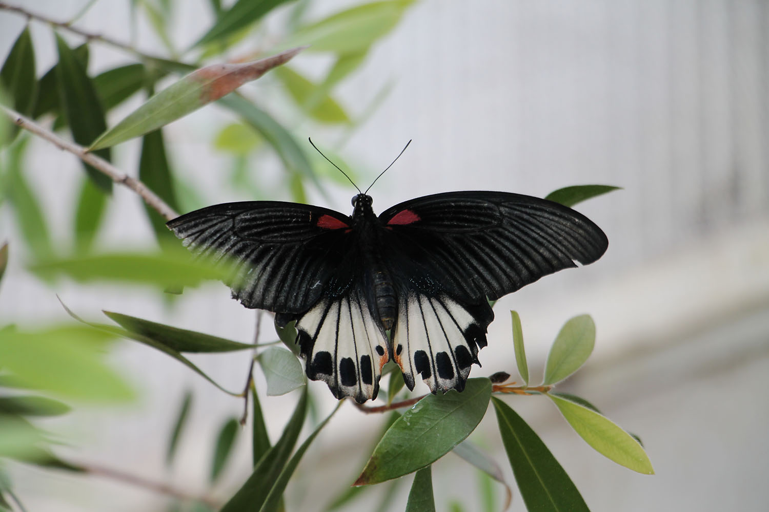 Morgan's close up picture of a butterfly