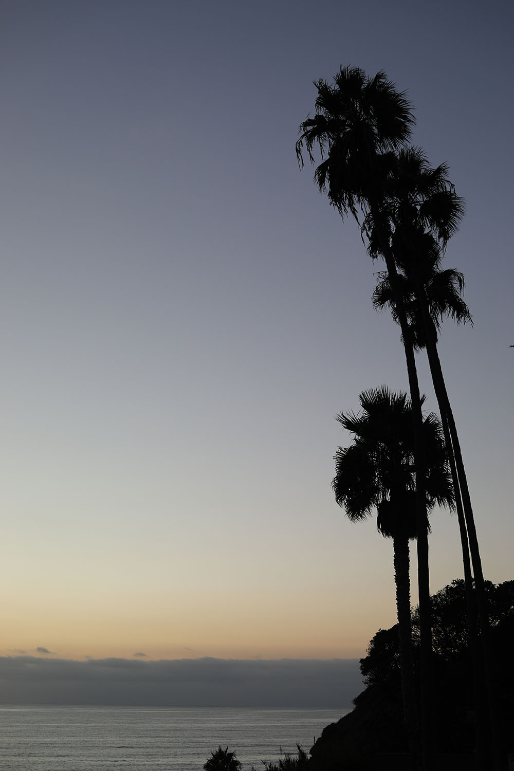 Nathan's picture of Palm Trees along the California Coast