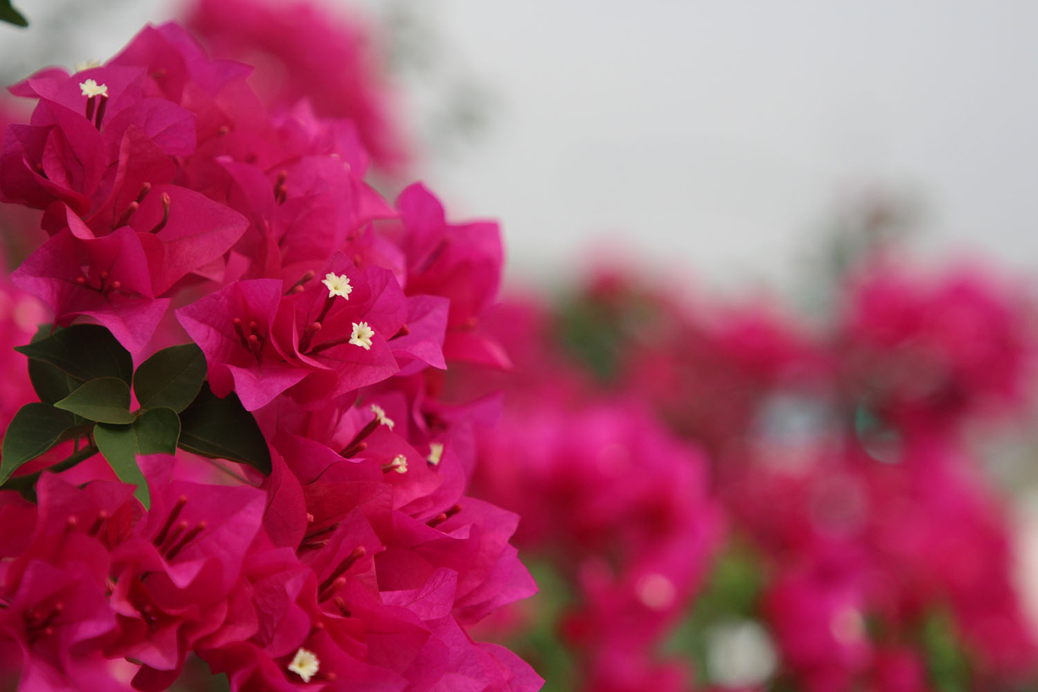 Nicole's close up picture of pink flowers