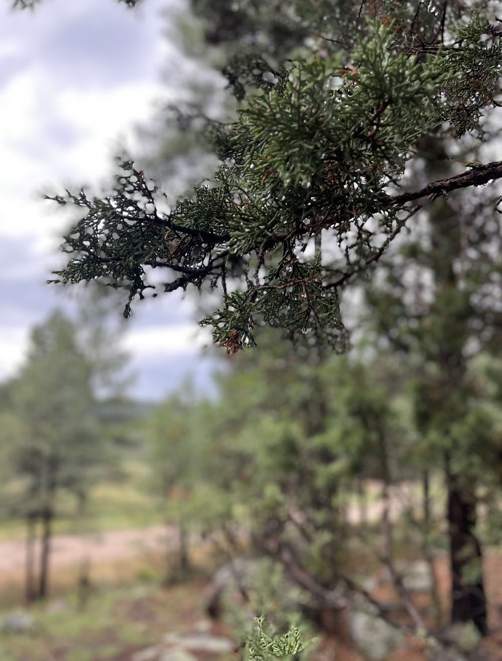 Victoria's picture of an evergreen branch with water droplets on it