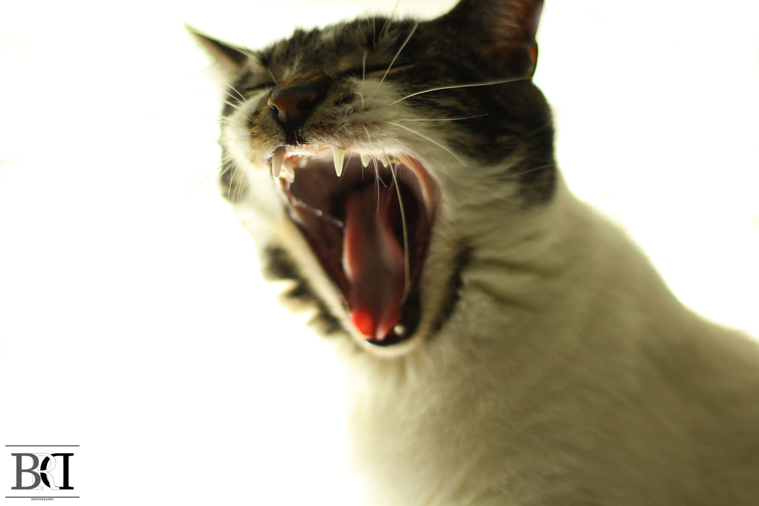 A yawning cat