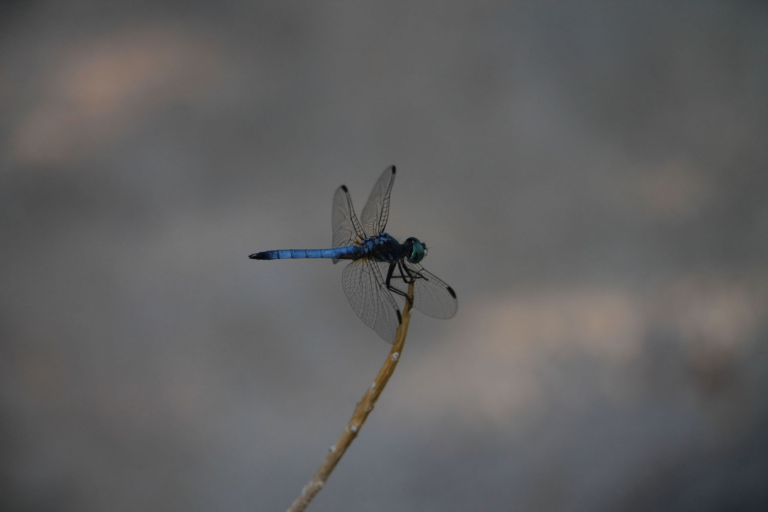 Blue Horsefly